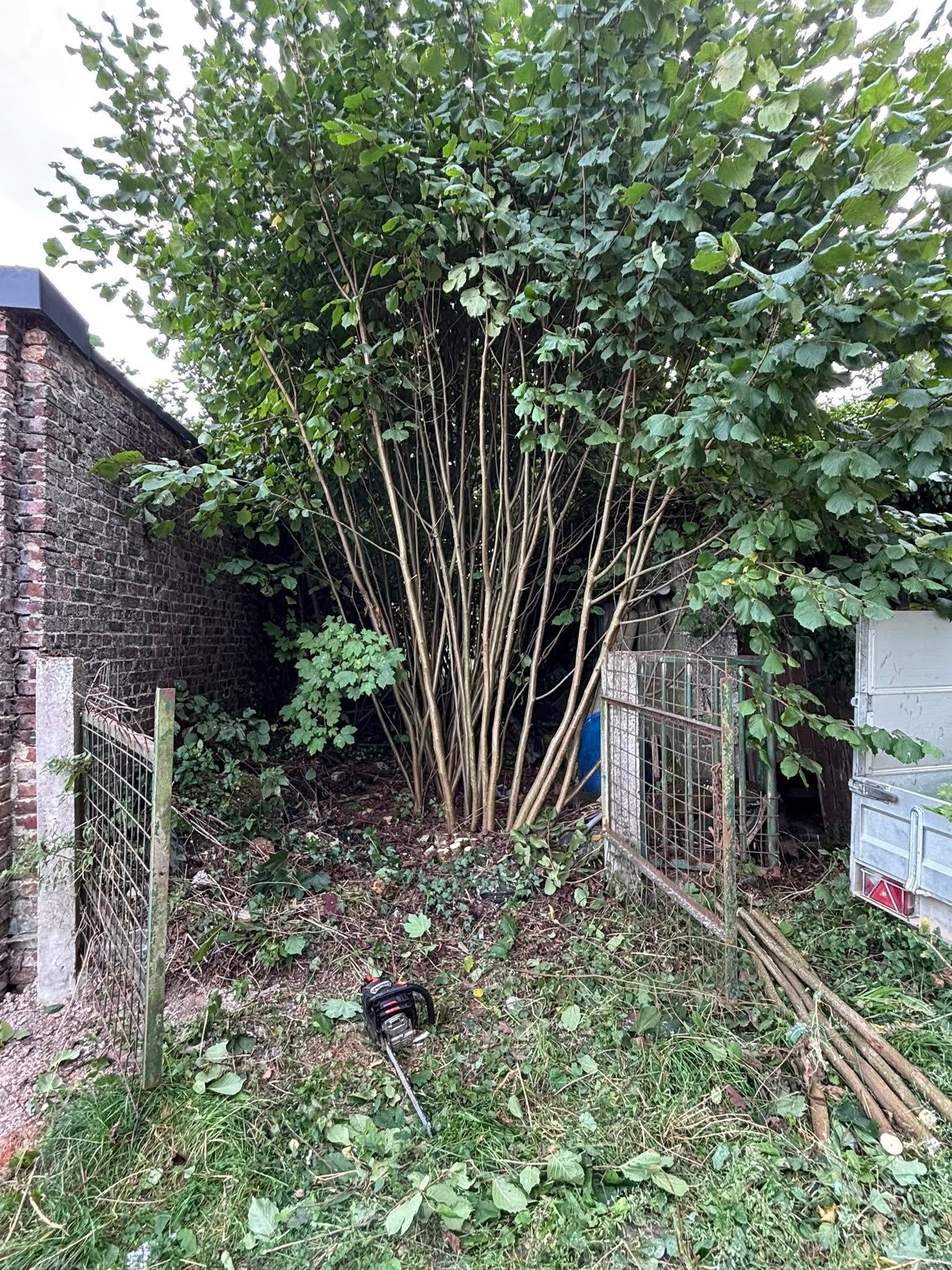 Travaux d’abattage d’arbre réalisés à Talence