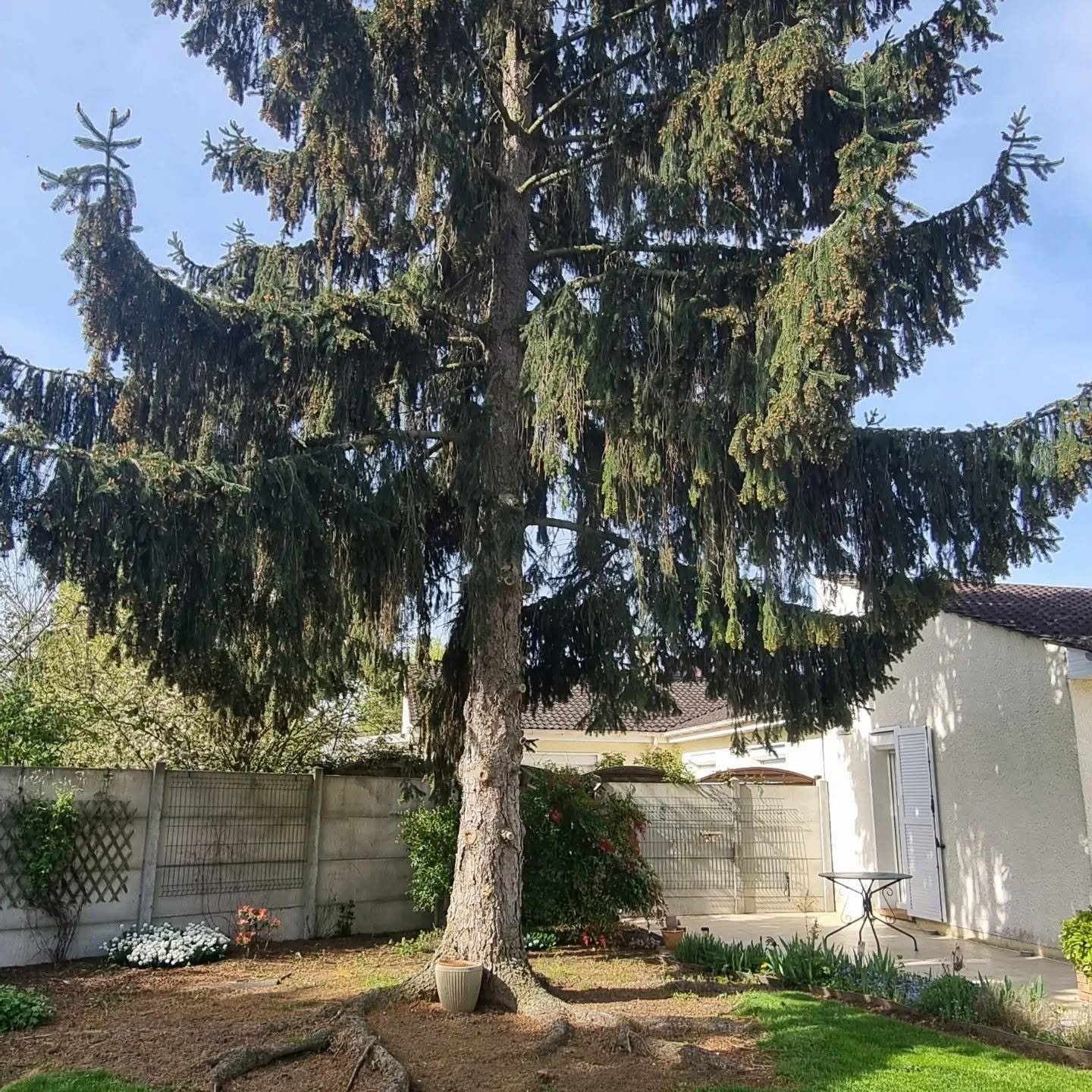 Arbre entretenu en Gironde par Élagueur TK