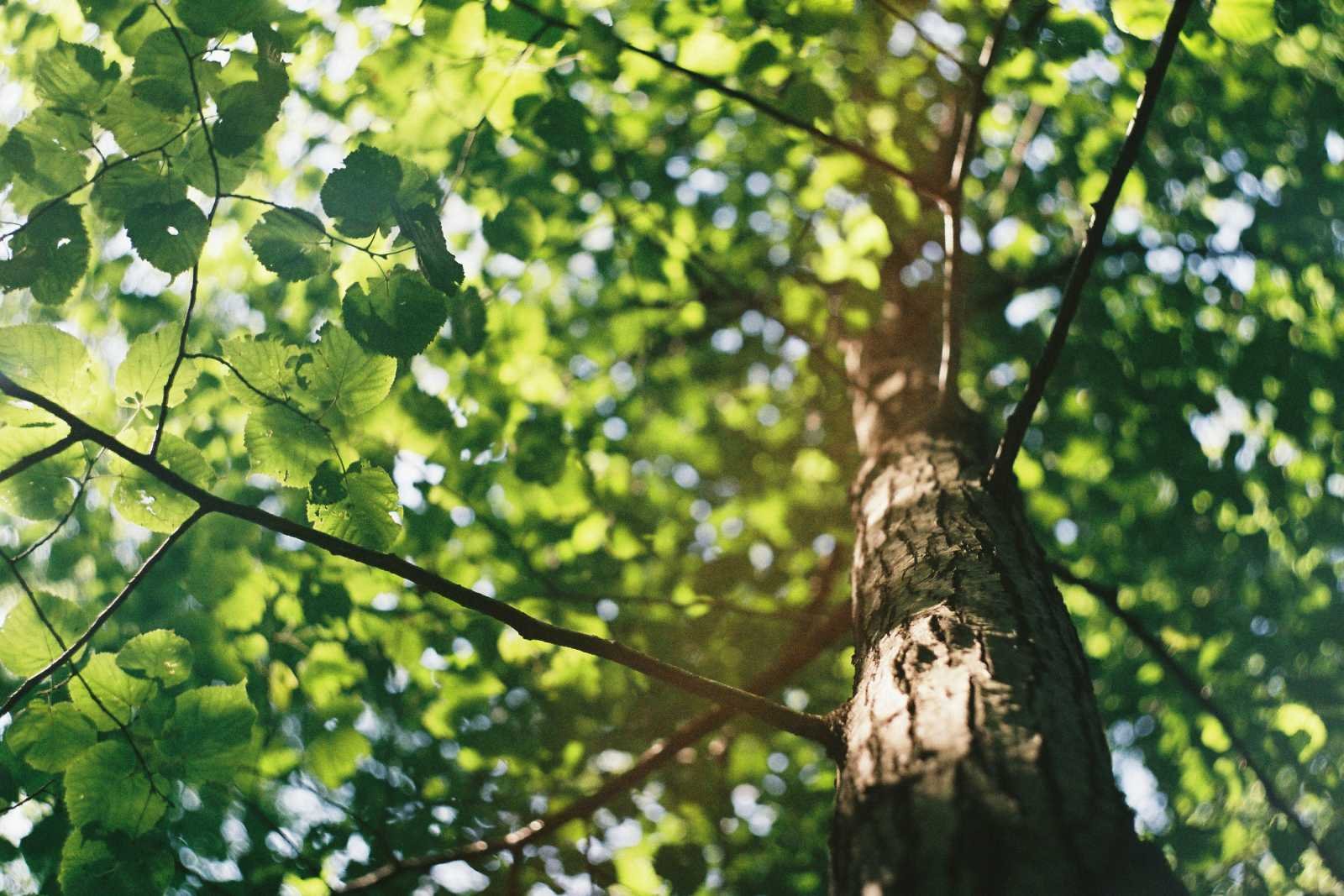 Élagueur-grimpeur en intervention dans un arbre en Gironde