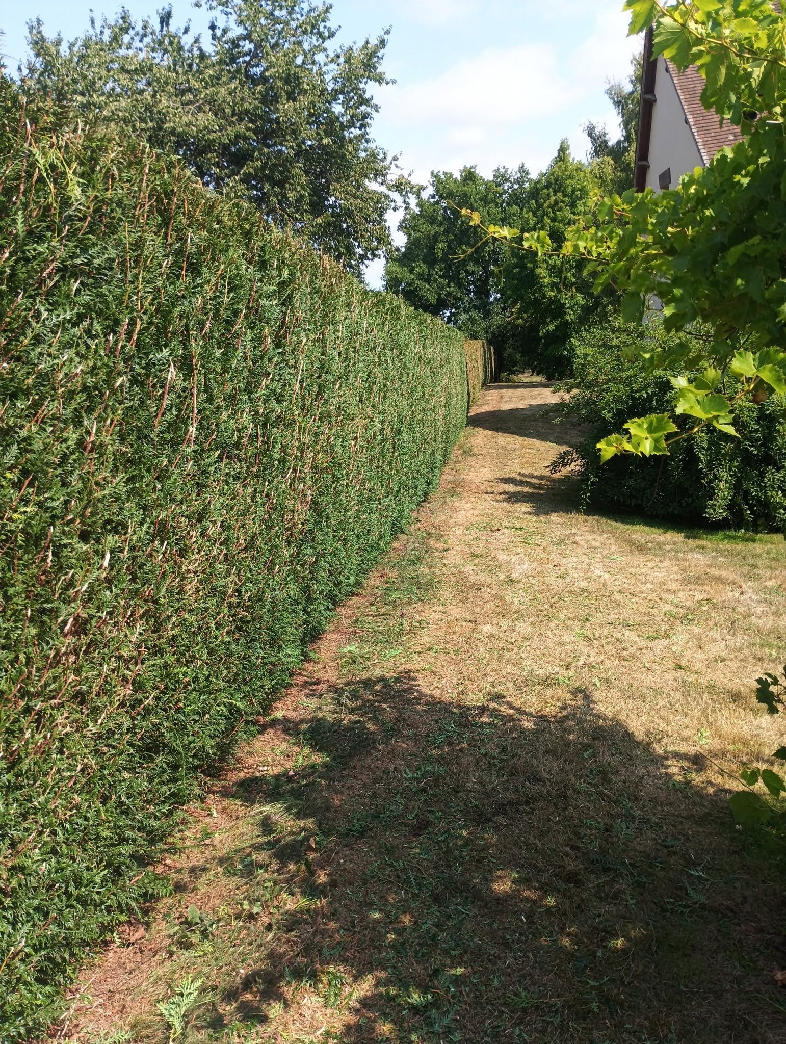 Entretien et taille d’un buisson à Pessac