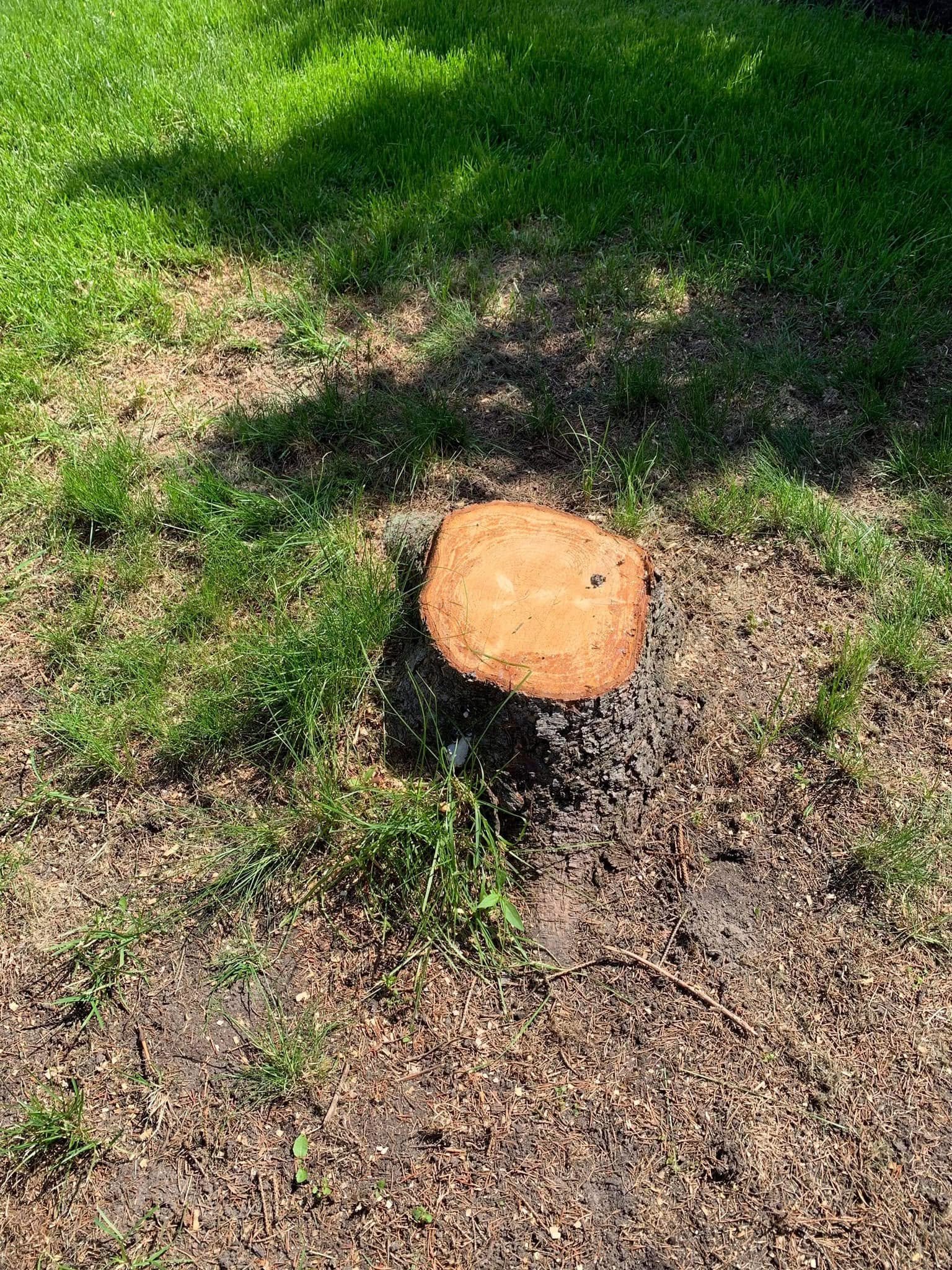 Souche d’arbre avant dessouchage à Eysines