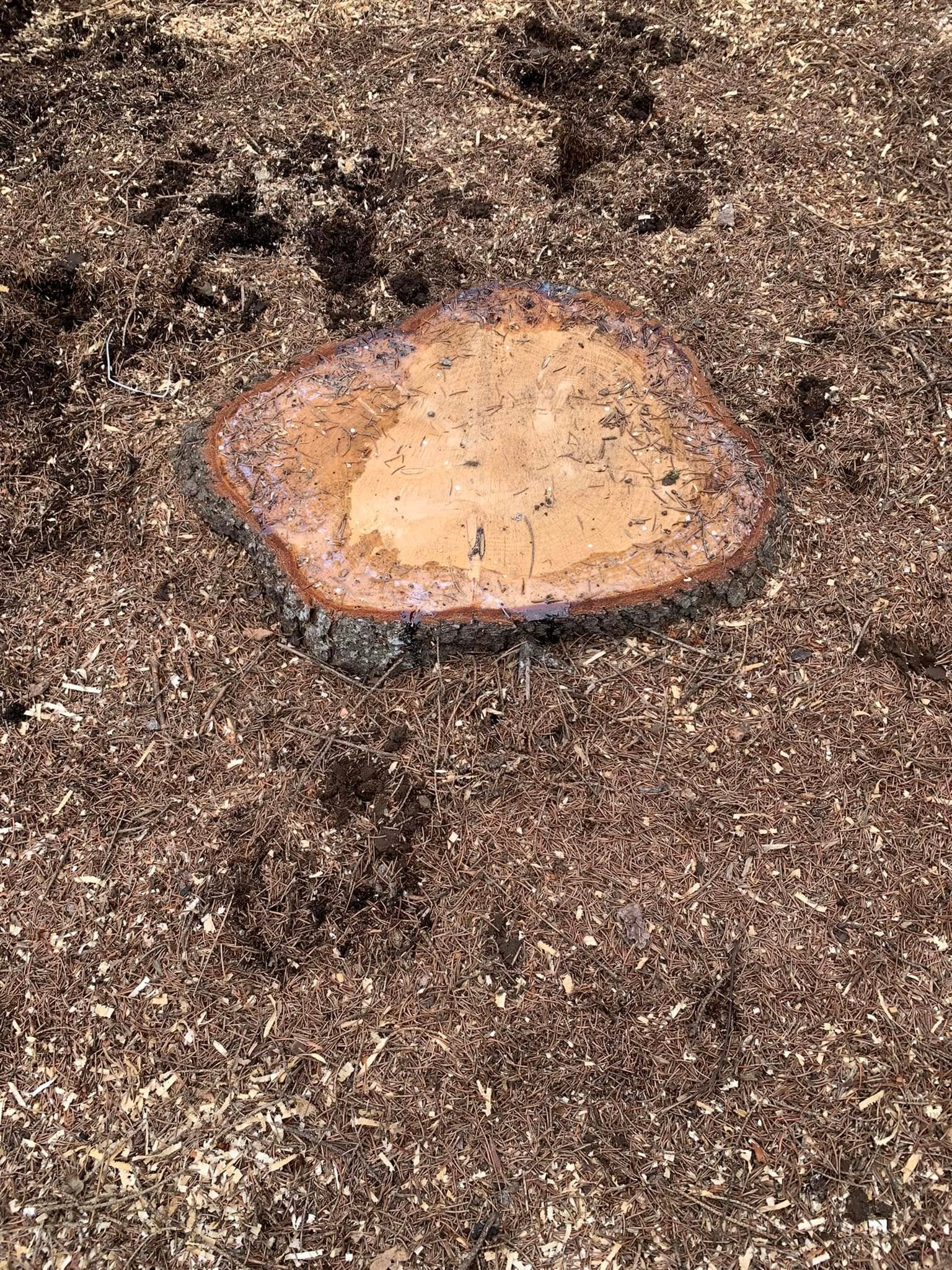 Souche d’arbre dans un jardin à Arcachon avant dessouchage